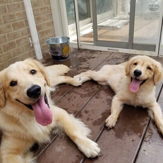 大型犬と暮らす時に気を付ける住環境のポイント いぬのきもち