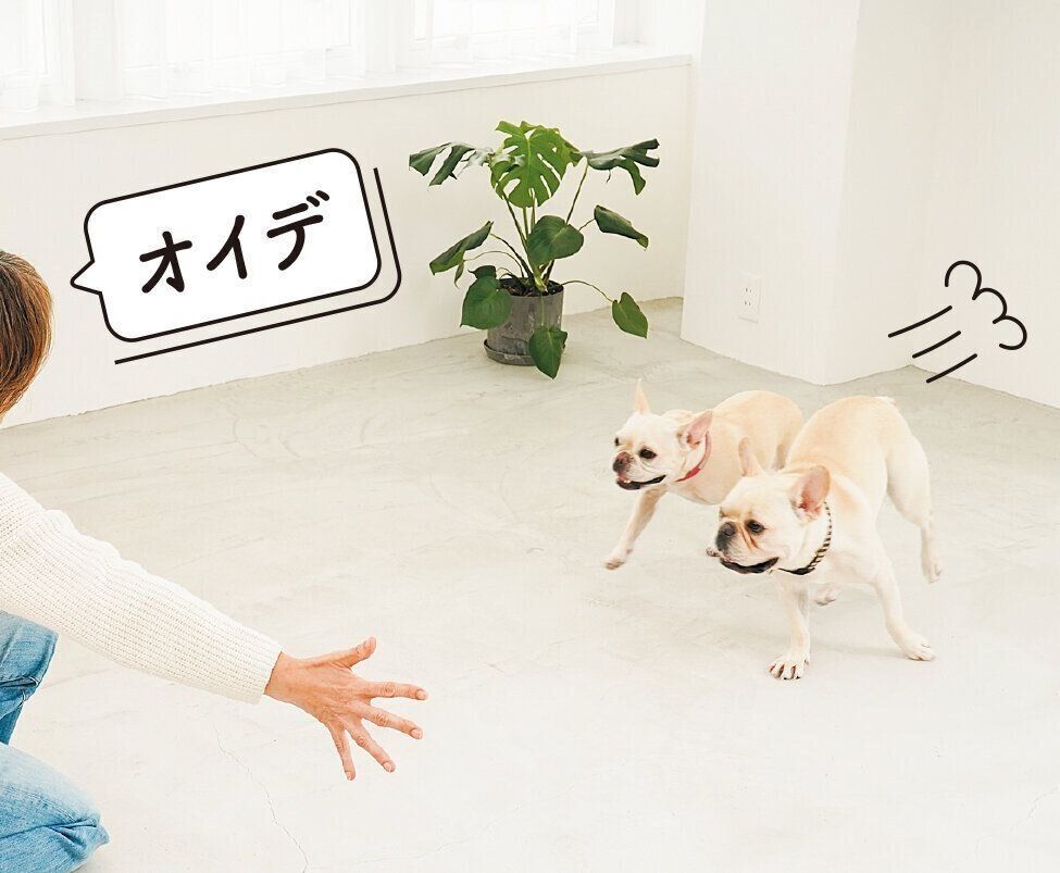 犬にとっていちばん伝わる音程を探ろう