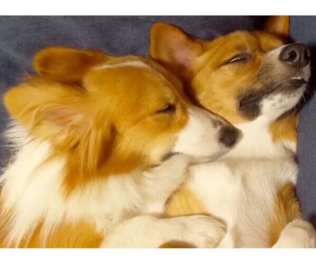 お散歩どころじゃない 完全まったりモードに入ったコーギー兄妹に癒される いぬのきもちweb Magazine お散歩どころじゃない 完全まったりモードに入ったコーギー兄妹に癒される いぬのきもちweb Magazine