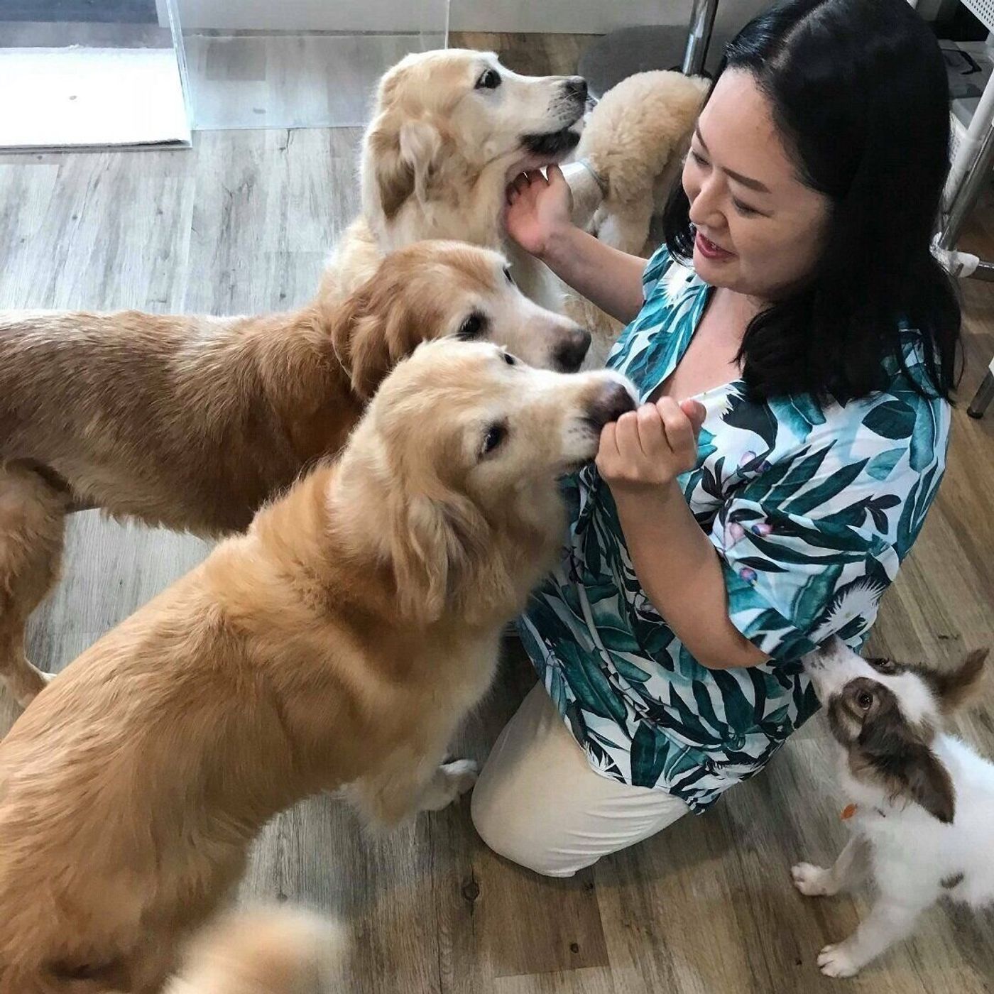 ボランティアで保護活動していたトリマーたちが立ち上がった活動とは いぬのきもちweb Magazine ボランティアで保護活動していたトリマーたちが立ち上がった活動とは いぬのきもちweb Magazine