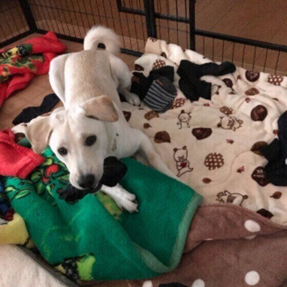 靴下コレクターのMIX犬