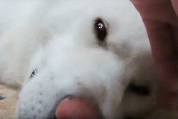 目が覚めた秋田犬