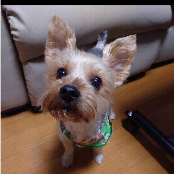 犬のトリミングを行う際の注意点 愛犬のカットスタイルを選ぶ際に考えておきたいこと いぬのきもち