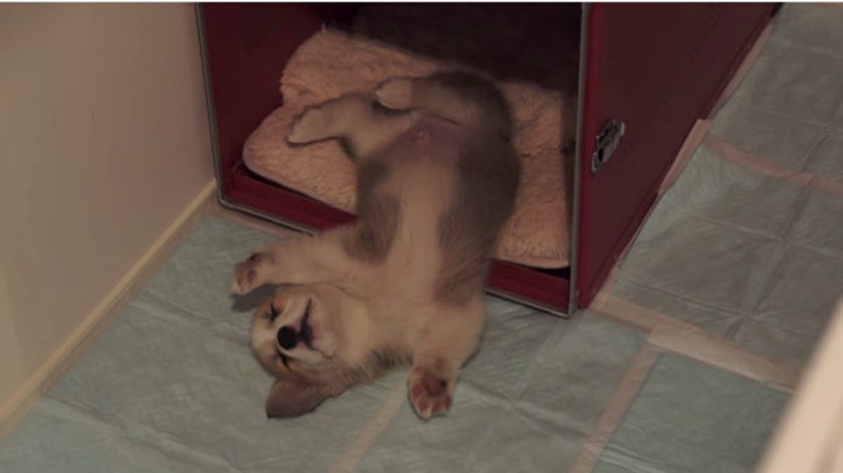 なにこれ天使 子犬コーギーちゃんの寝姿が悶絶級のかわいさ いぬのきもちweb Magazine なにこれ天使 子犬コーギーちゃんの寝姿が悶絶級のかわいさ いぬのきもちweb Magazine