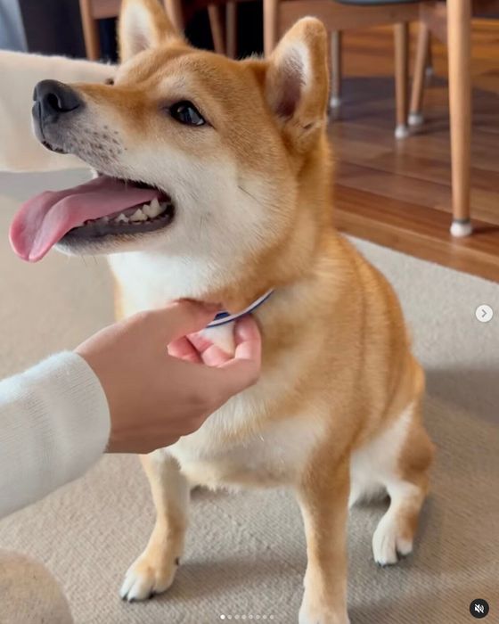 飼い主さんの友達になでてもらうまるちゃん