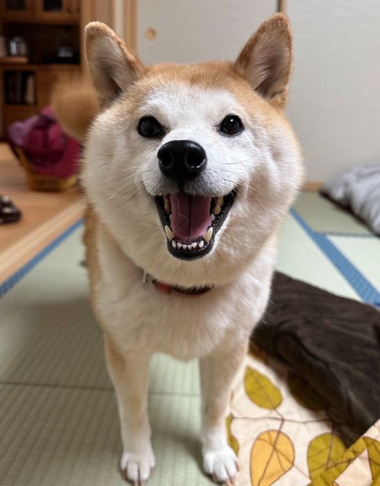 飼い主さんを見つめるコンちゃん