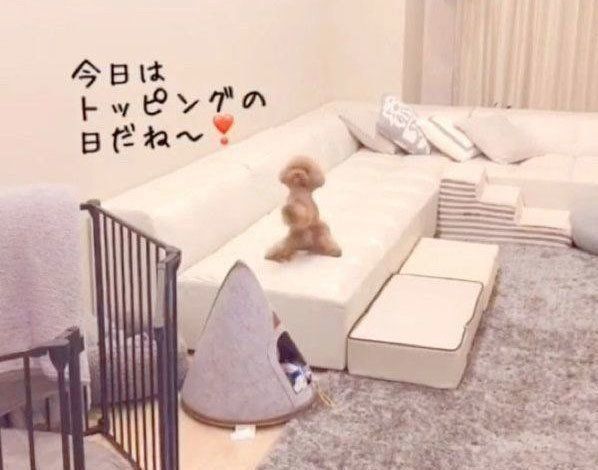 喜びの気持ちを抑えきれないトイ・プードル