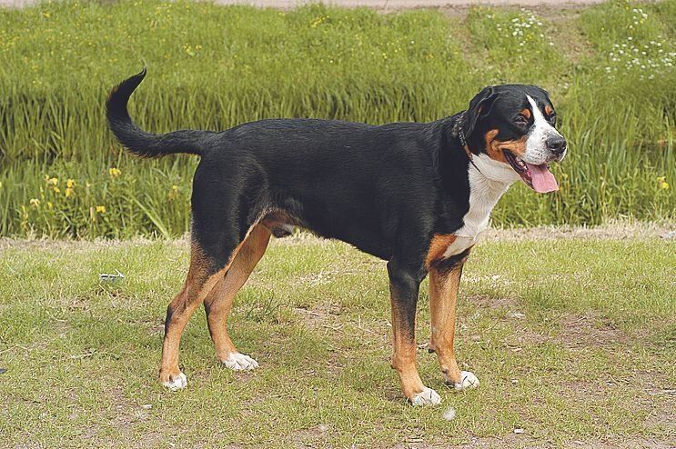 グレート・スイス・マウンテン・ドッグ