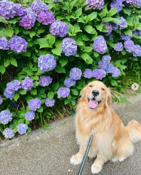 笑顔のコメちゃん