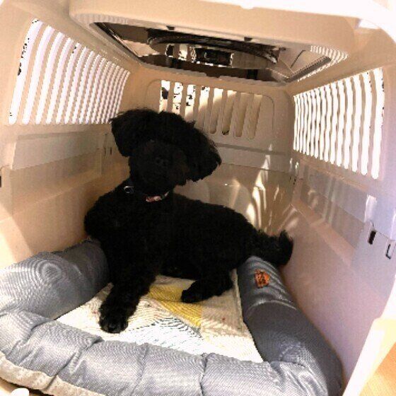 クレートでくつろぐ犬