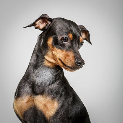 ミニチュア・ピンシャー