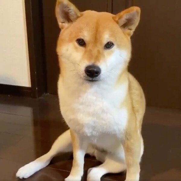 お座りするゆきちゃん