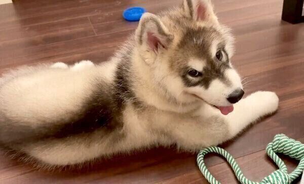 笑顔が可愛いアルくん