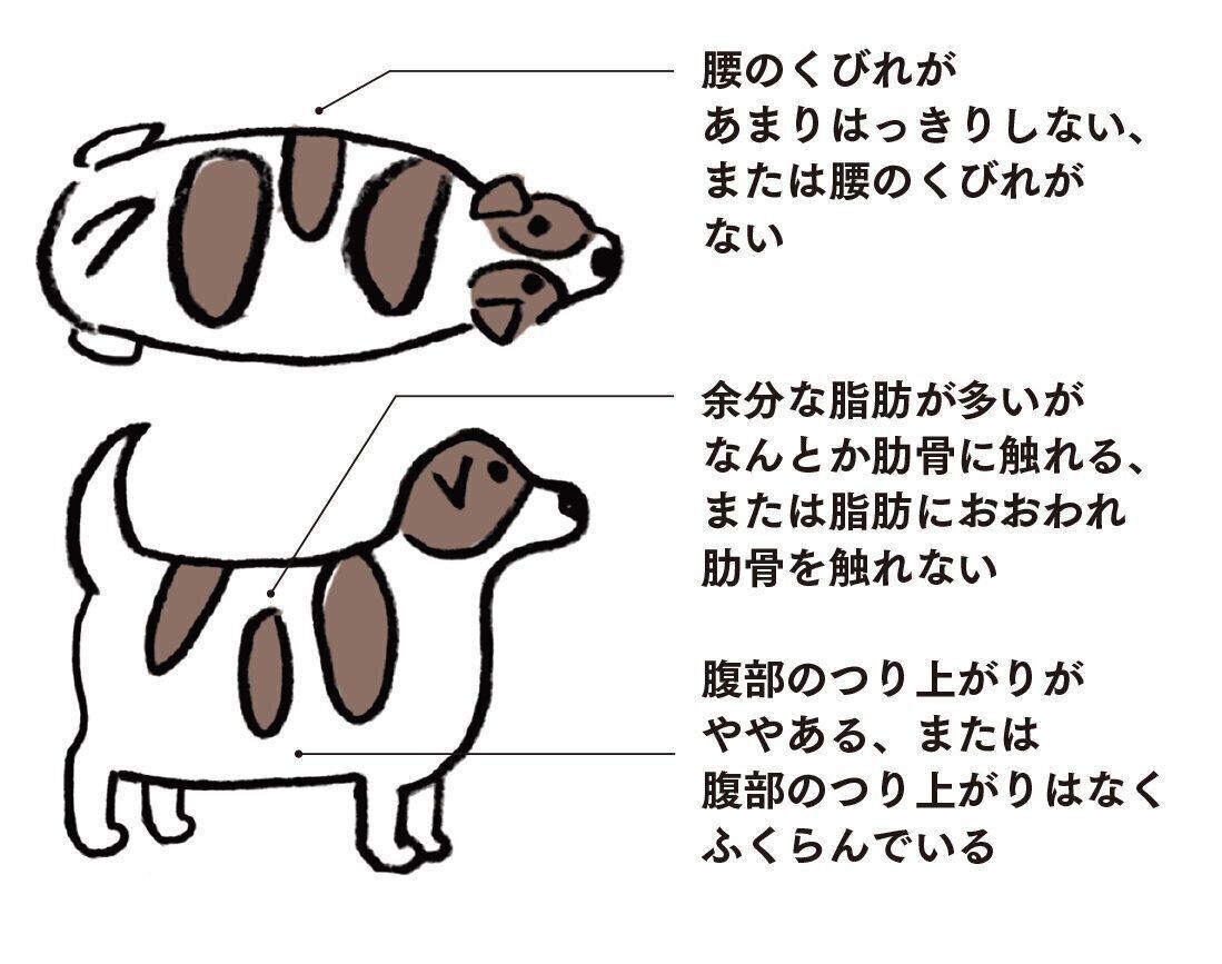 イラスト／オガワナホ