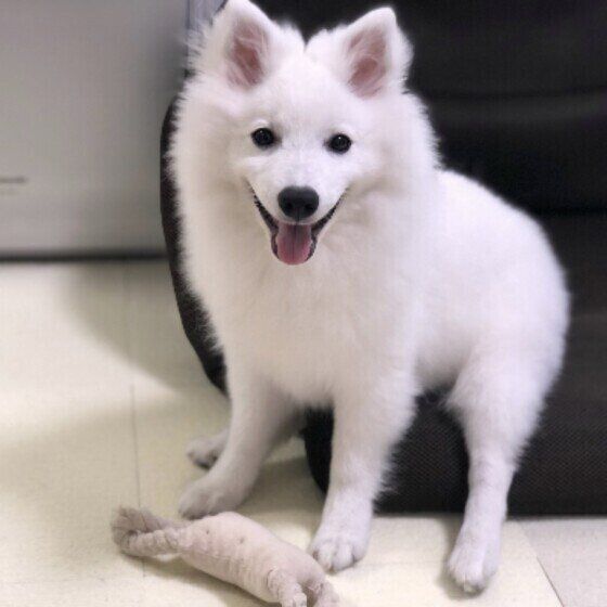 見つめる日本スピッツ