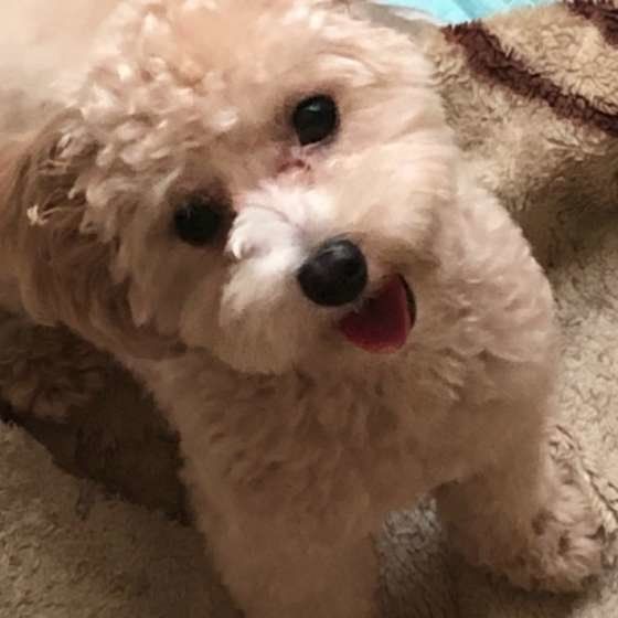 遊んでアピールをするトイ・プードル