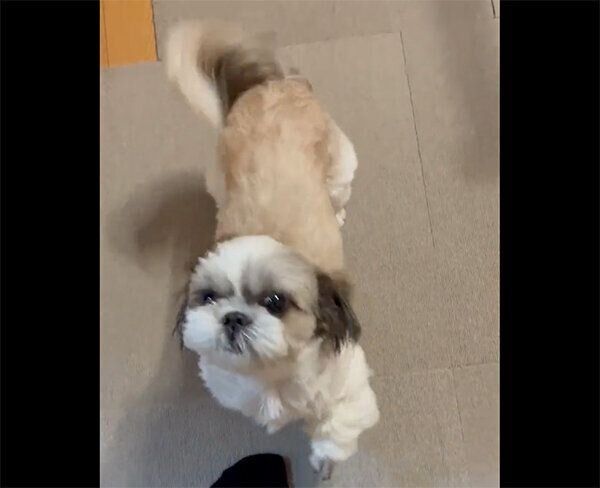 しっぽをフリフリするえまちゃん