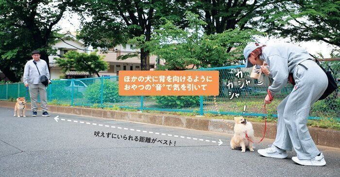 背を向けるポメラニアン