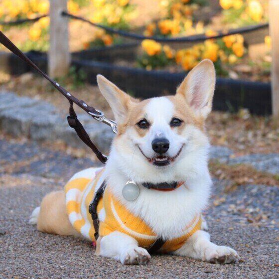 笑顔のウェルシュ・コーギー・ペンブローク