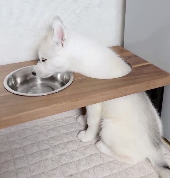 「ごはんの台」の使い方を間違えるパンプキンくん