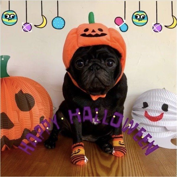 ワンコのハロウィン