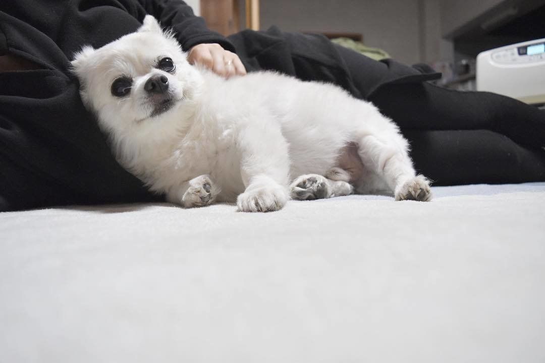 くつろぎタイム、チワワのクー