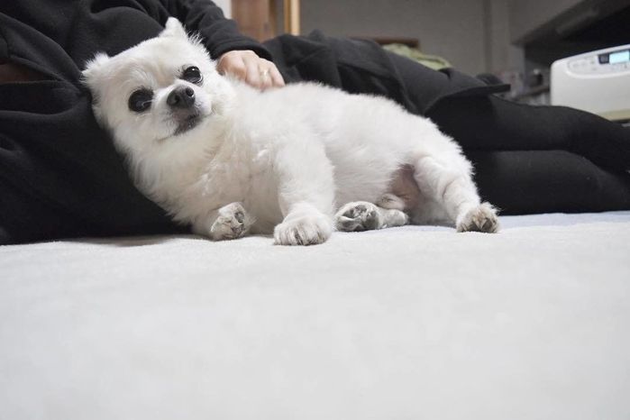 くつろぎタイム、チワワのクー