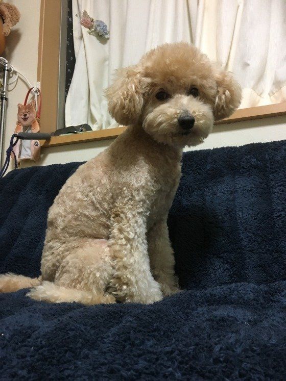 青いソファーの上にいるトイ・プードル