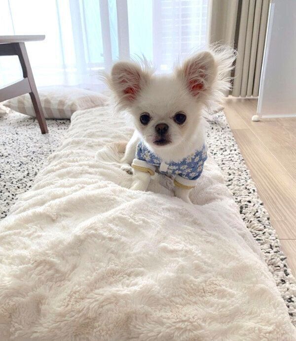 見つめるとろろちゃん