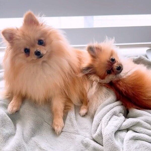 いつも仲良しで「尊い」姉妹のテディちゃんとオチェちゃん