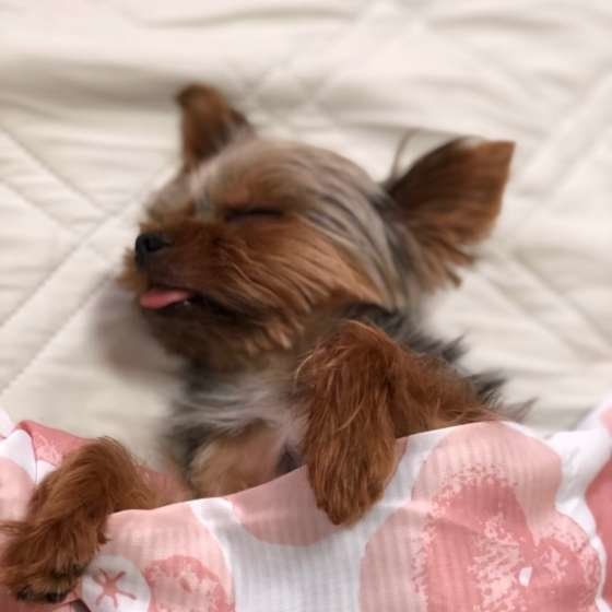 ココちゃん、舌が出っぱなし