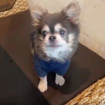 上目遣いのチワワ