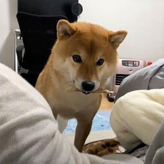 おやつをくわえる犬