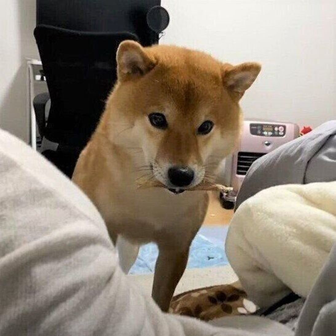 寝る前のルーティン 自分で 歯磨きおやつ を持って飼い主のベッドに入る柴犬 いぬのきもちweb Magazine 寝る前のルーティン 自分で 歯磨きおやつ を持って飼い主のベッドに入る柴犬 いぬのきもちweb Magazine