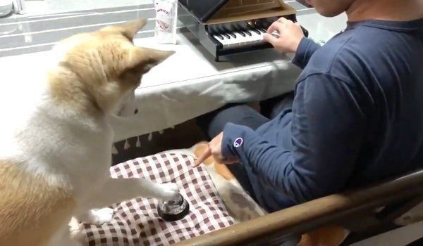 飼い主さんのピアノに合わせてベルを鳴らすチャムちゃん