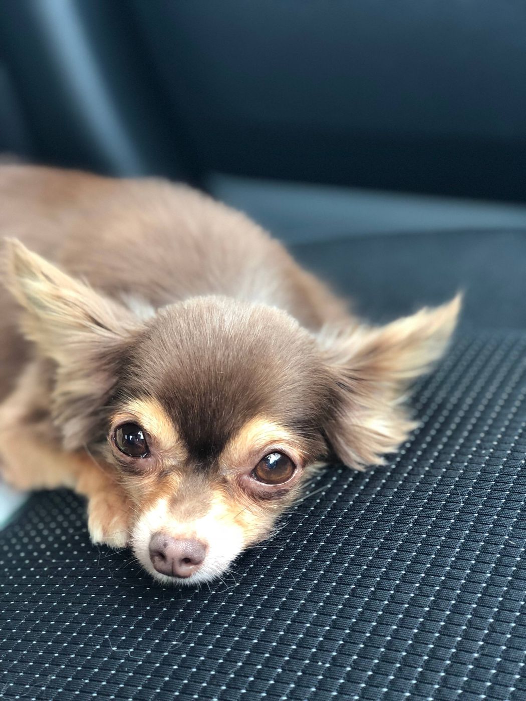 今 を生きる大切さを教えてくれたチョコちゃん 連載 おばあちゃん犬がやってきた 第77回 いぬのきもちweb Magazine 今 を生きる大切さを教えてくれたチョコちゃん 連載 おばあちゃん犬がやってきた 第77回 いぬのきもちweb Magazine