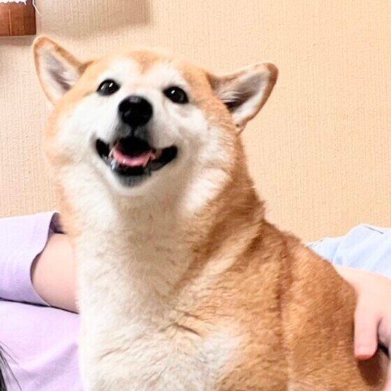 ナデナデしてもらう柴犬