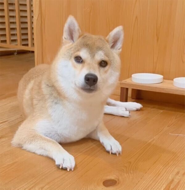 飼い主さんの帰宅を出迎えるユクちゃん