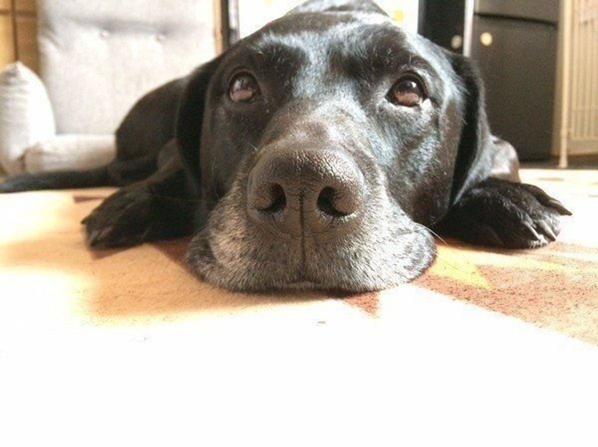 獣医師監修 犬の避妊手術後の変化や注意事項 体験談 Faq付 いぬのきもちweb Magazine 獣医師監修 犬の避妊手術後の変化や注意事項 体験談 Faq付 いぬのきもちweb Magazine