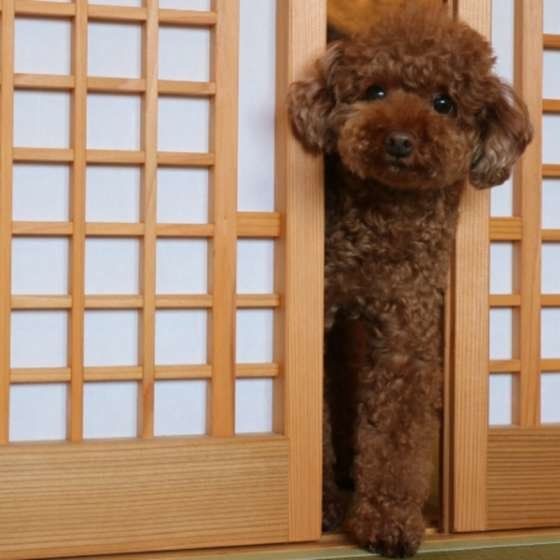 すき間から顔を出した まさおくん