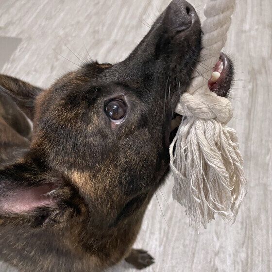 引っ張りっこ遊びをする甲斐犬