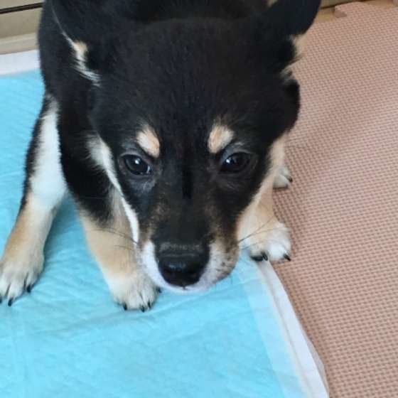 獣医師監修:犬の便秘に注意!ウンチのトラブルは下痢だけじゃない