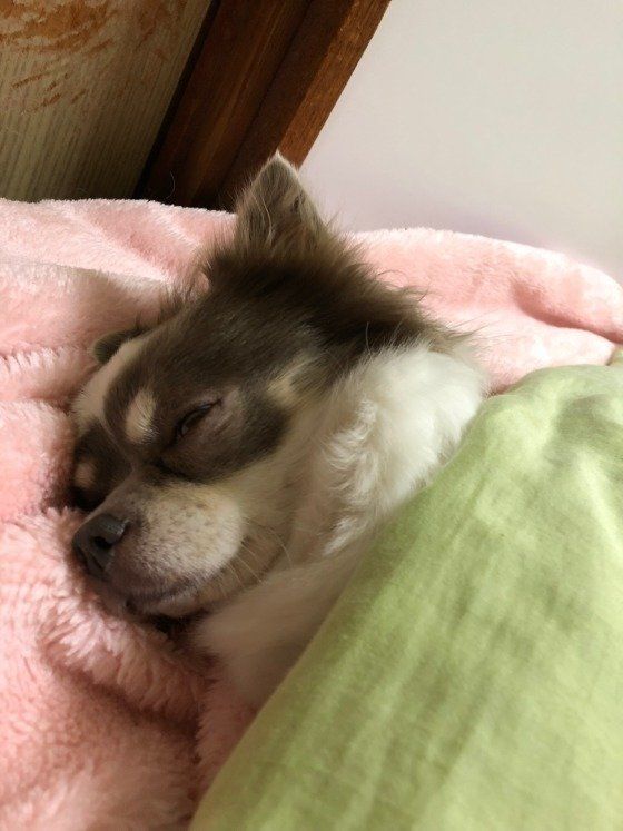 ピンクと緑の布団で眠るチワワ