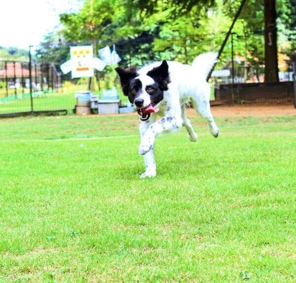 ドッグランで走るりんちゃん