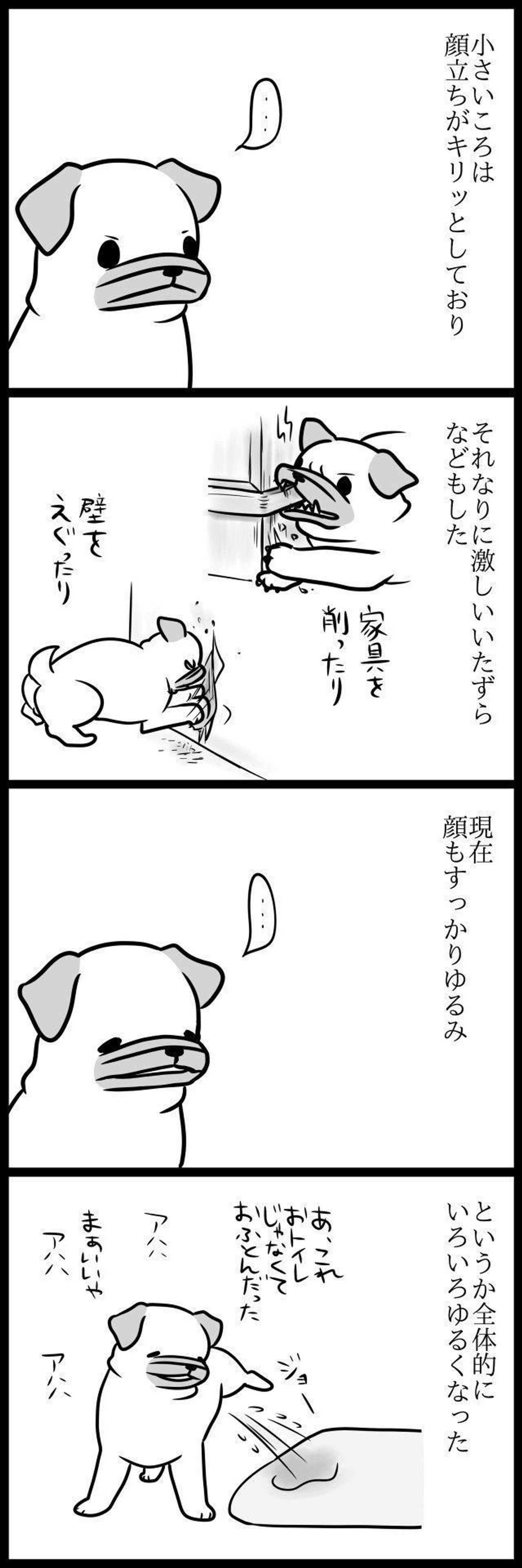 めーの今 昔 こんなに変わるもの 連載 パグ犬 めー Vol 5 いぬのきもちweb Magazine めーの今 昔 こんなに変わるもの 連載 パグ犬 めー Vol 5 いぬのきもちweb Magazine