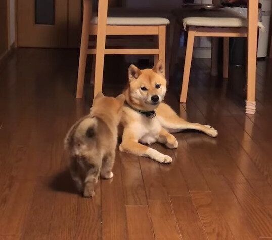 わさびくんに近づくもずくくん