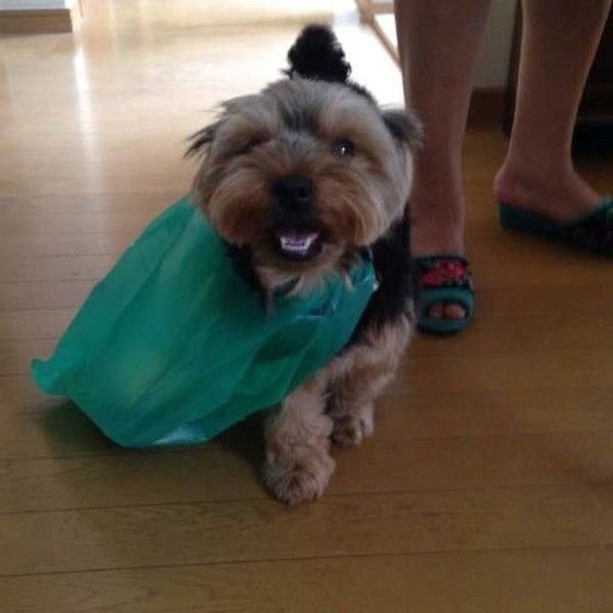 お手伝いヨーキー