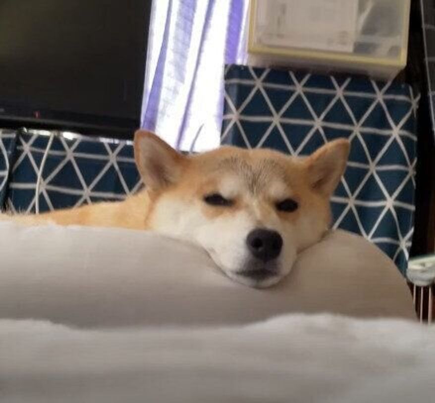 わたしもそこで寝る パパがヨギボーで寝ていると圧をかけにくる柴犬 いぬのきもちweb Magazine わたしもそこで寝る パパがヨギボーで寝ていると圧をかけにくる柴犬 いぬのきもちweb Magazine