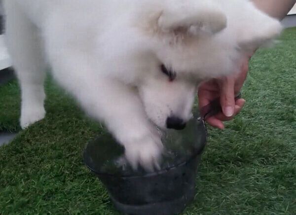 水遊びをするこゆきちゃん