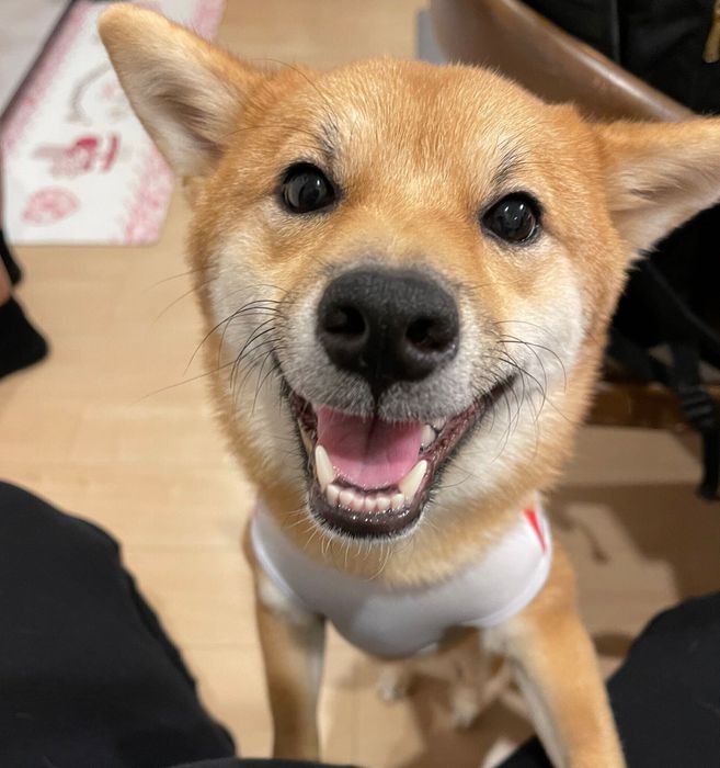 笑顔が可愛いつくしちゃん